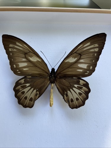 Entomologie*Ornithoptera