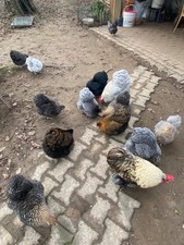 Bruteier Zwerg Orpington