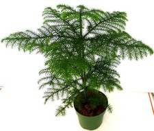 Zimmertanne Araucaria heterophylla ~ Zimmerpflanze  Pflanze