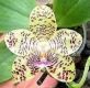 Phalaenopsis 6237 - phalaenopsis, pf-6237