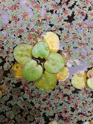 Südamerikanischer froschbiss - südamerikanischer,