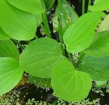 Jetzt pflanzen ! Froschlöffel schnellwüchsige Pflanze  Deko Samen