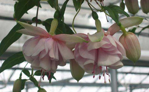 Fuchsien pflanze misty - fuchsien, "misty