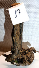 Weinstock  Treibholz