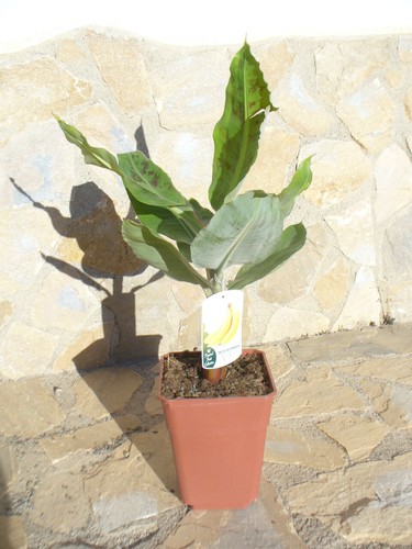 Echte musa acuminata eine - echte,