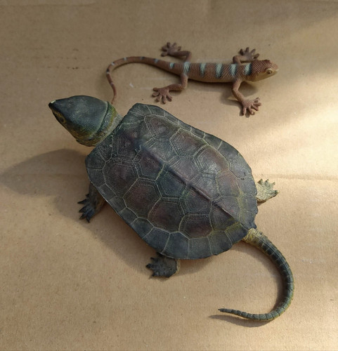 Snapping turtle - ,