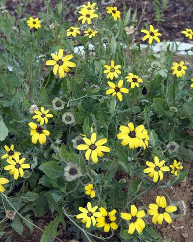 Samen schokoladenblume 10 - samen,