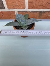 Agave parrasana Nr.3 -