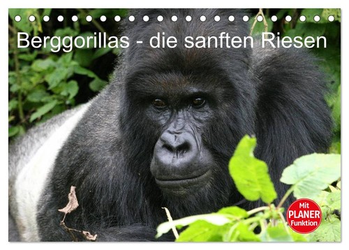 Berggorillas die sanften - berggorillas,