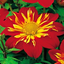 Dahlie knolle blüten - knolle,