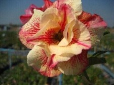 10 Samen von ADENIUM OBESUM