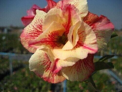 Samen von adenium obesum - samen,