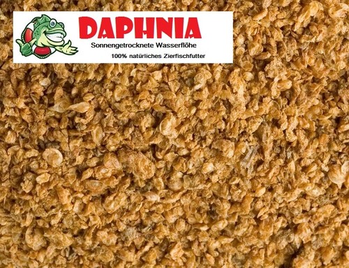 Wasserflöhe daphnien 1000ml - wasserflöhe,