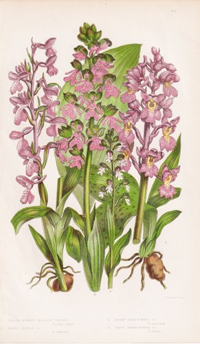 Orchis morio knabenkraut - morio,