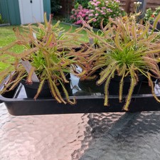 Drosera Capensis "Giant x