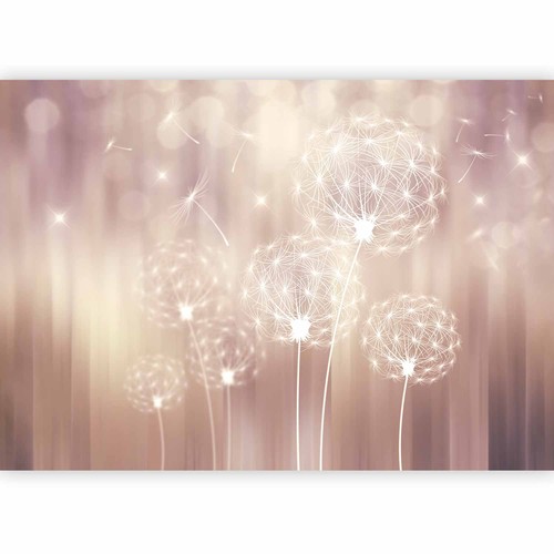 Pusteblume bokeh natur - bokeh,