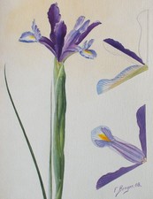 Fritz Berger Blumenstudie