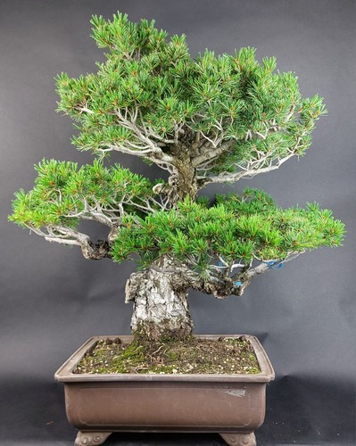 Bonsai mädchenkiefer pinus - mädchenkiefer,,