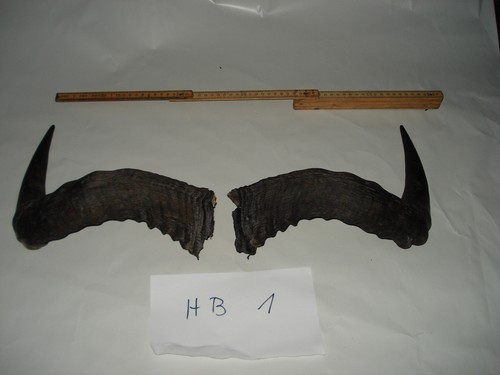 Gnugehörn wildebeest horn - wildebeest,