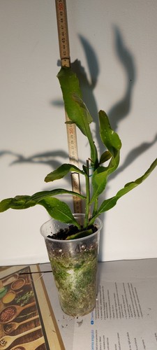 Epiphyllum-oxypetalum