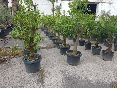 Mandarinenbaum stammumfang - mandarinenbaum,