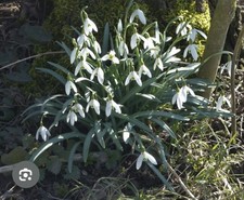 15x Schneeglöckchen-Zwiebeln
