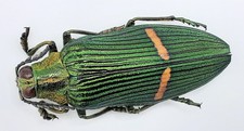 Buprestidae catoxantha - buprestidae,,