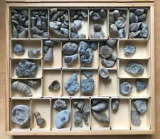 Fossilien - Dachbodenfund - sortiert in Holzkiste 26 x 23 cm, Herkunft unbekannt