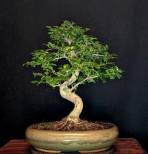 BONSAI CHINESISCHER LIGUSTER