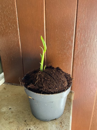 Zerberusbaum cerbera odollam - cerbera,