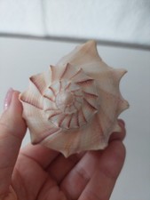 Schöne Meeresmuschel Busycon