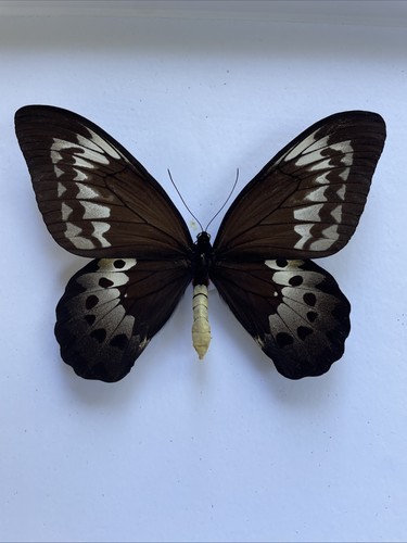 Entomologie*Ornithoptera