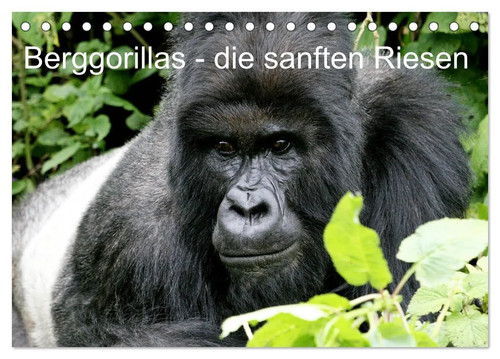 Berggorillas die sanften - -,
