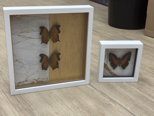 Schmetterling präparat - schmetterling,