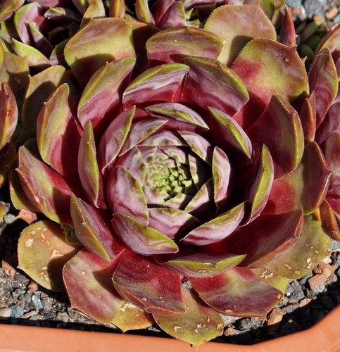 Sempervivum kaleidoskop - sempervivum, "kaleidoskop"