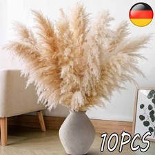 10 Stück Pampasgras XXL