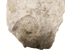 Kalkstein  Ammonit  im Kalkstein Insel Rügen  Meklenburg - Vorpommern