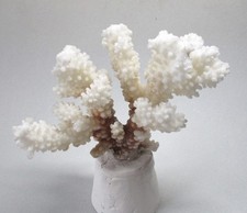 echte weiße Steinkoralle Deko Sammlung Aquarium Korallenstock Korallenbaum