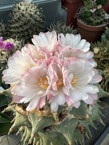 Ariocarpus retusus luz - ariocarpus,
