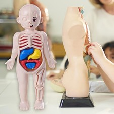 Menschlicher Körper Anatomie Spielzeug Körperteile Organe für Lehrmittel