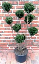 Gartenbonsai, Taxus media 'Hicksii', Formpflanze (Höhe: 110-120 cm) + Dünger