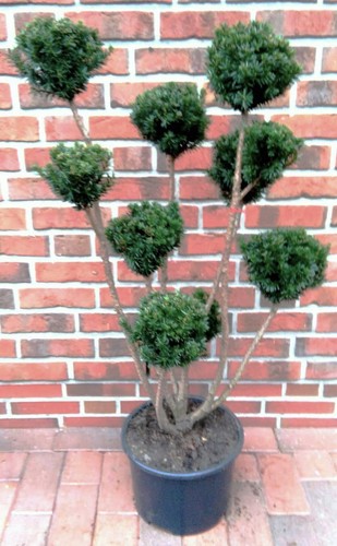Gartenbonsai taxus media - taxus,