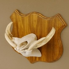 Warzenschwein Waffen Hauer