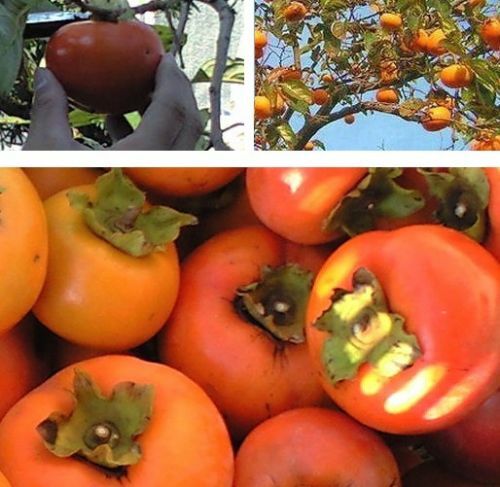 Kaki obst gemüse für den - für,