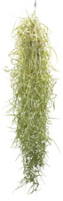 Tillandsia usneoides, Tillandsien, Bromeliengewächs