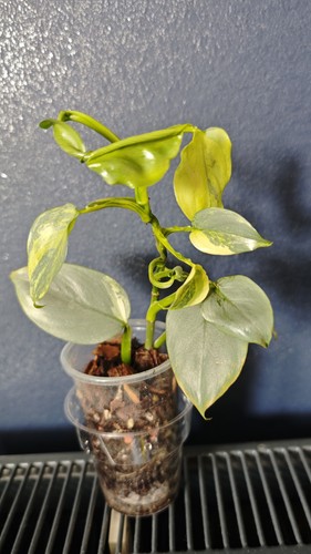 Philodendron silver sword - silver,