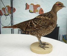 Schönes Präparat einer Fasan Henne, ausgestopft, Taxidermy, Präparat