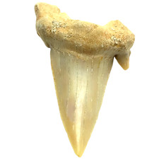 Steinfixx® Exclusiver