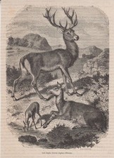 Orig. Holzstich: Cerf elaphe
