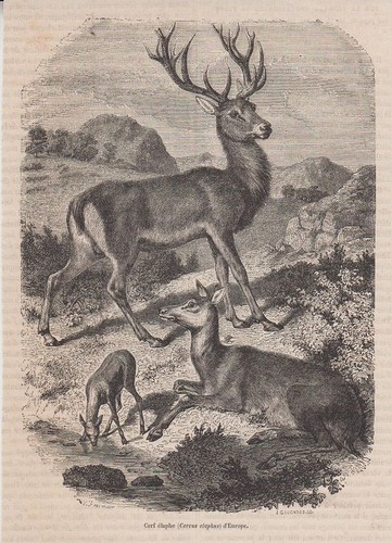Orig holzstich cerf elaphe - cerf,